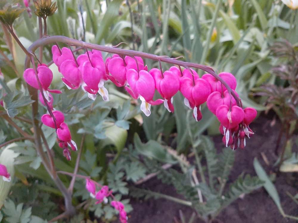 Løjtnantshjerte 'Pink'